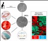 StemBook; Mutation Human iPSC-Derived MSCs from Aged Individuals Acquire a Rejuvenation Signature