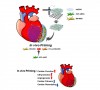 STEMBOOK: New In Vivo Priming Strategy To Train Stem Cells Can Enhance Cardiac Repair Effectiveness