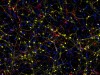 Stembook: Salk Scientists Reveal How Brain Cells in Alzheimer’s Go Awry, Lose their Identity