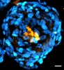 Stembook: Researchers Build Embryo-Like Structures from Human Stem Cells