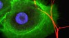 Stembook: Stem Cells and Nerves Interact in Tissue Regeneration and Cancer Progression