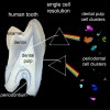 Stembook: The First Comprehensive Single-Cell Atlas of Human Teeth