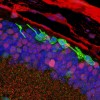 Stembook: Researchers Restore Sight in Mice by Turning Skin Cells into Light-Sensing Eye Cells