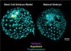 Stembook: Stem Cells Create Early Human Embryo Structure in Major Advance for Fertility Research